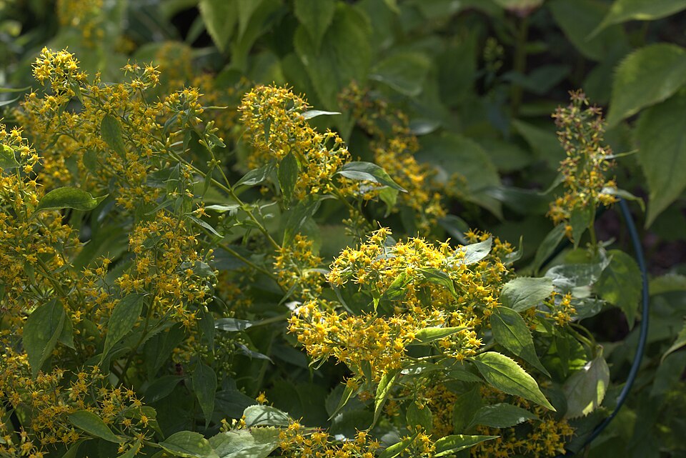 Solidago flexicaulis (broad-leaved goldenrod) (alternate view 4)