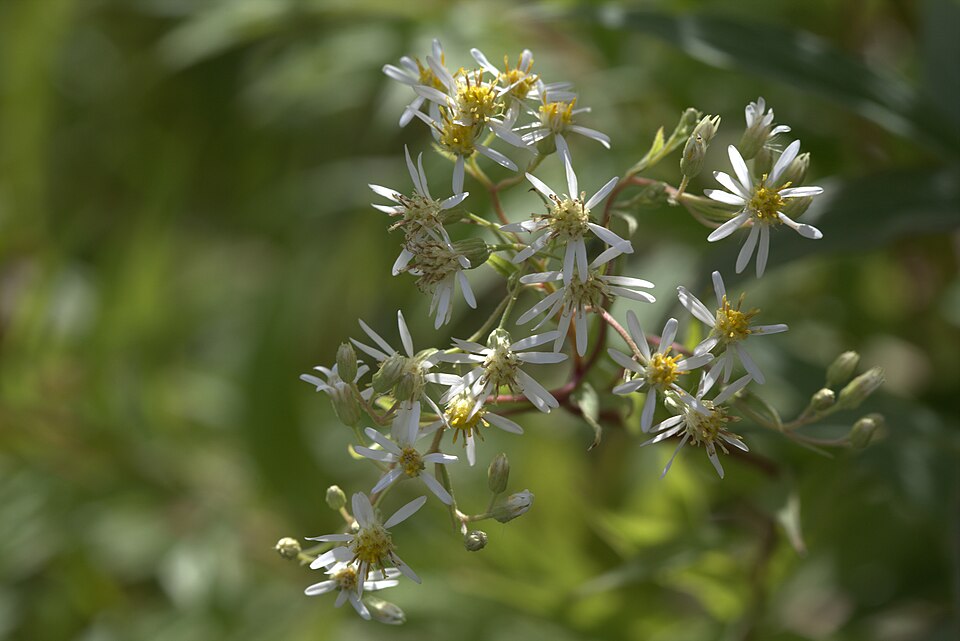 Doellingeria umbellata (flat-top white aster) (alternate view 2)