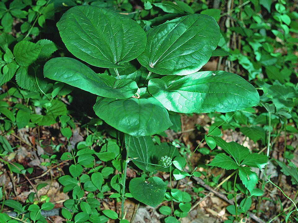 Smilax herbacea (smooth carrionflower) (alternate view 8)