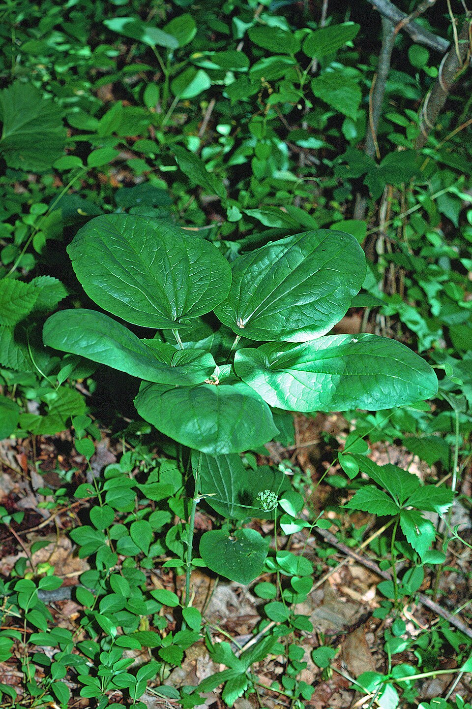 Smilax herbacea (smooth carrionflower) (alternate view 9)