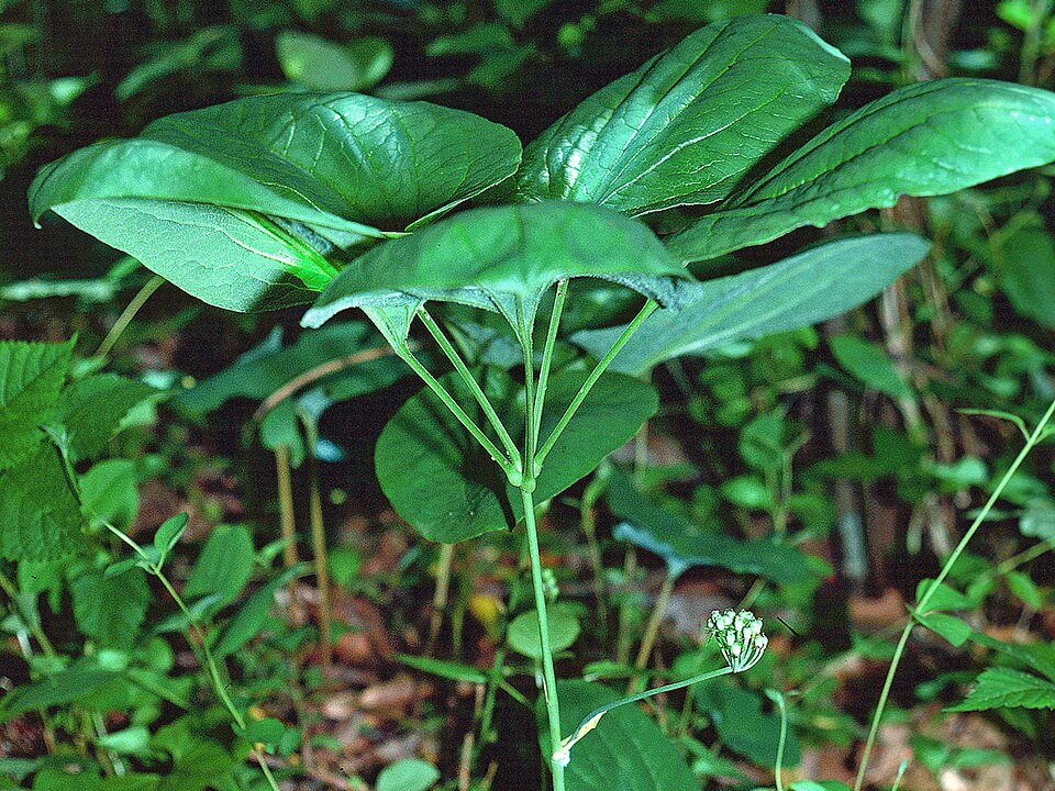Smilax herbacea (smooth carrionflower) (alternate view 10)
