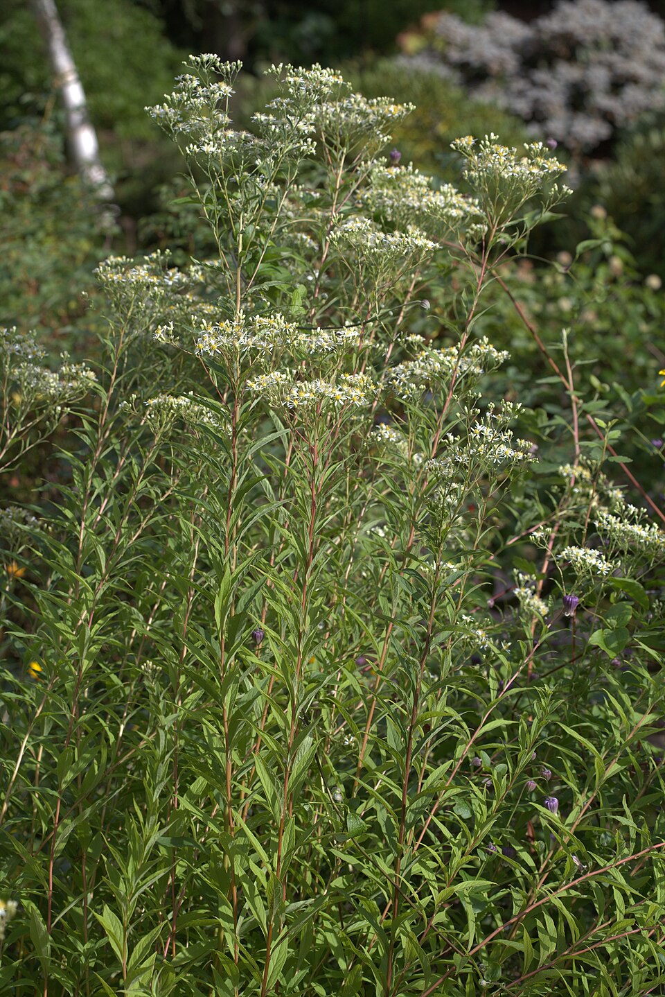 Doellingeria umbellata (flat-top white aster) (alternate view 3)