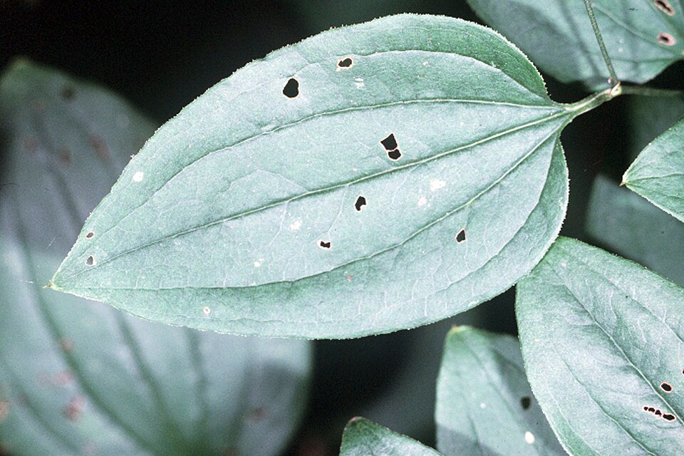 Smilax tamnoides (bristly greenbrier) (alternate view 7)