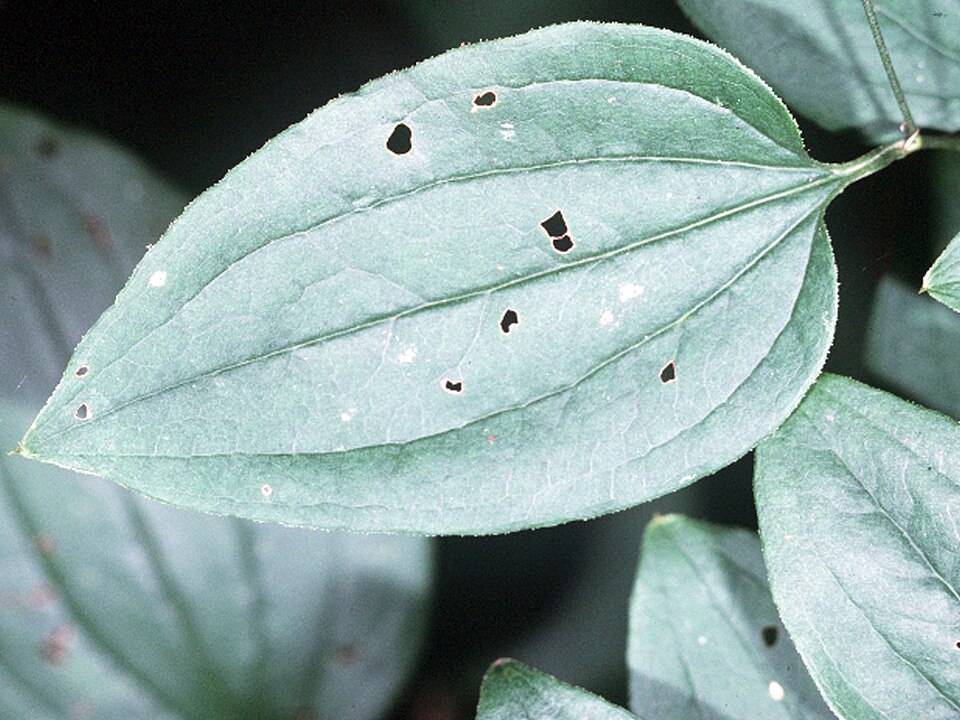 Smilax tamnoides (bristly greenbrier) (alternate view 8)