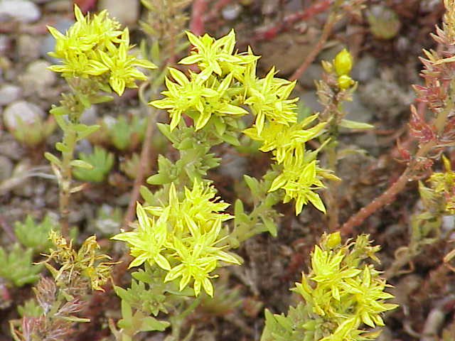 Sedum stenopetalum (Wormleaf Stonecrop) (alternate view 6)