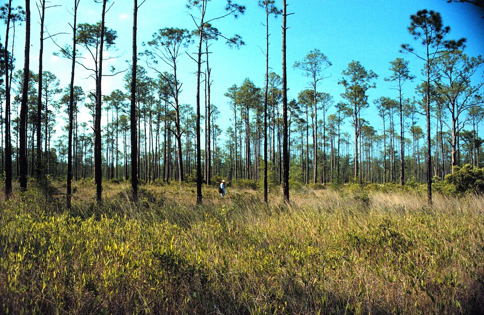 Pinus elliottii (slash pine) (alternate view 8)