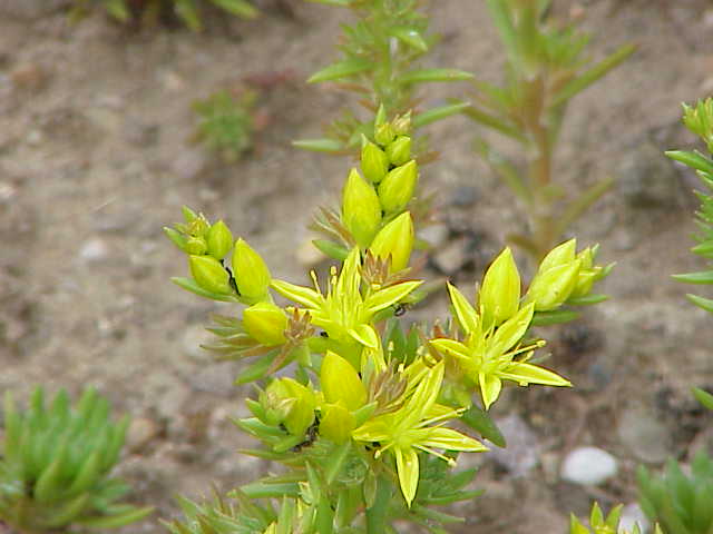 Sedum stenopetalum (Wormleaf Stonecrop) (alternate view 7)