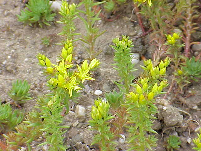 Sedum stenopetalum (Wormleaf Stonecrop) (alternate view 8)