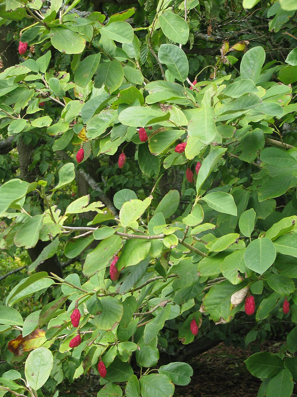 Magnolia sieboldii (Oyama magnolia) (alternate view 9)