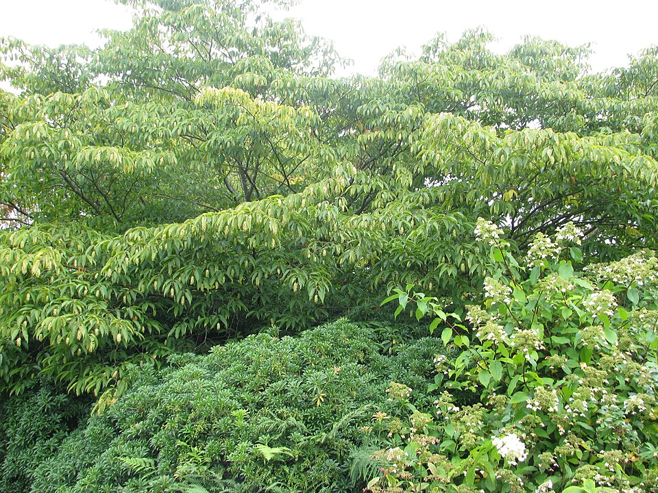 Carpinus japonica (Japanese Hornbeam)