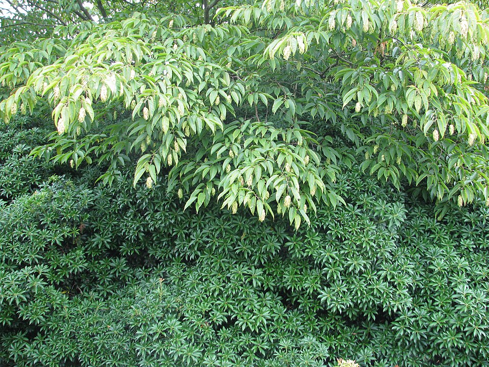 Carpinus japonica (Japanese Hornbeam)