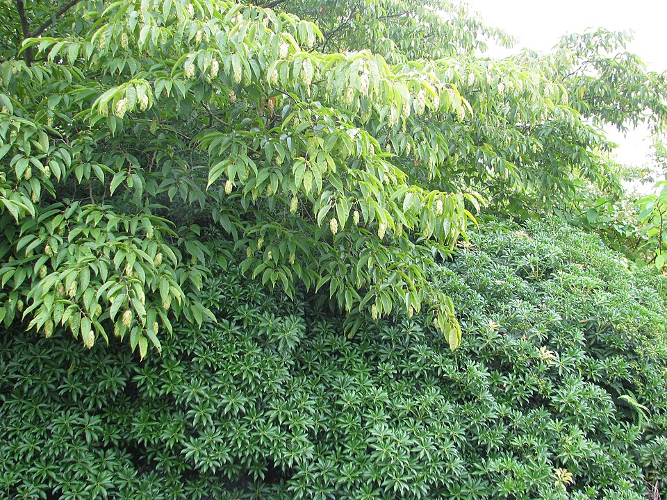 Carpinus japonica (Japanese Hornbeam)