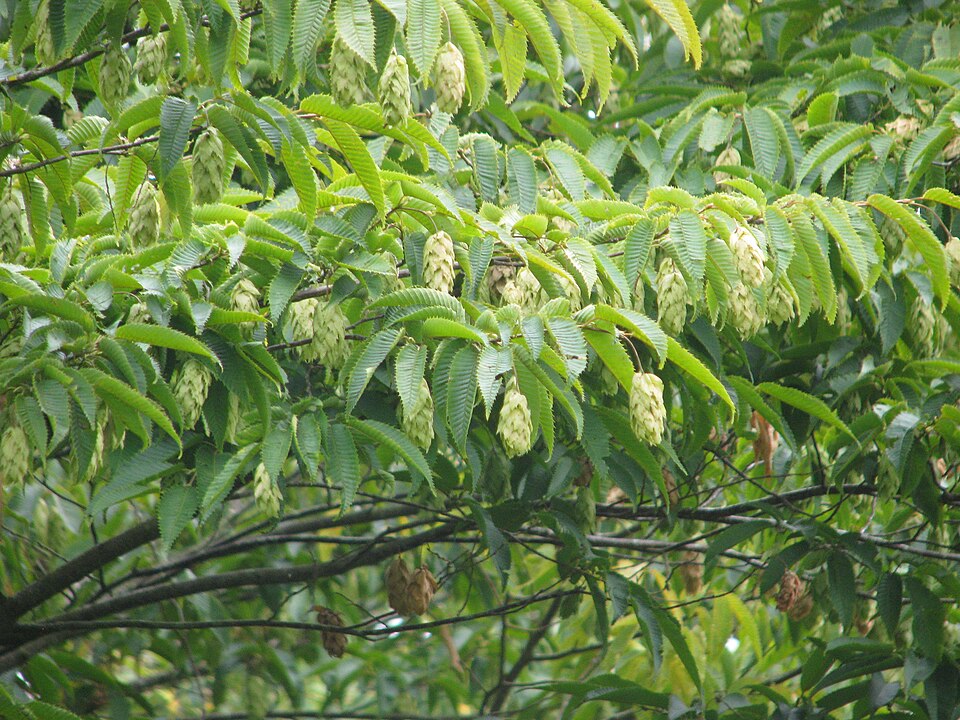 Carpinus japonica (Japanese Hornbeam)