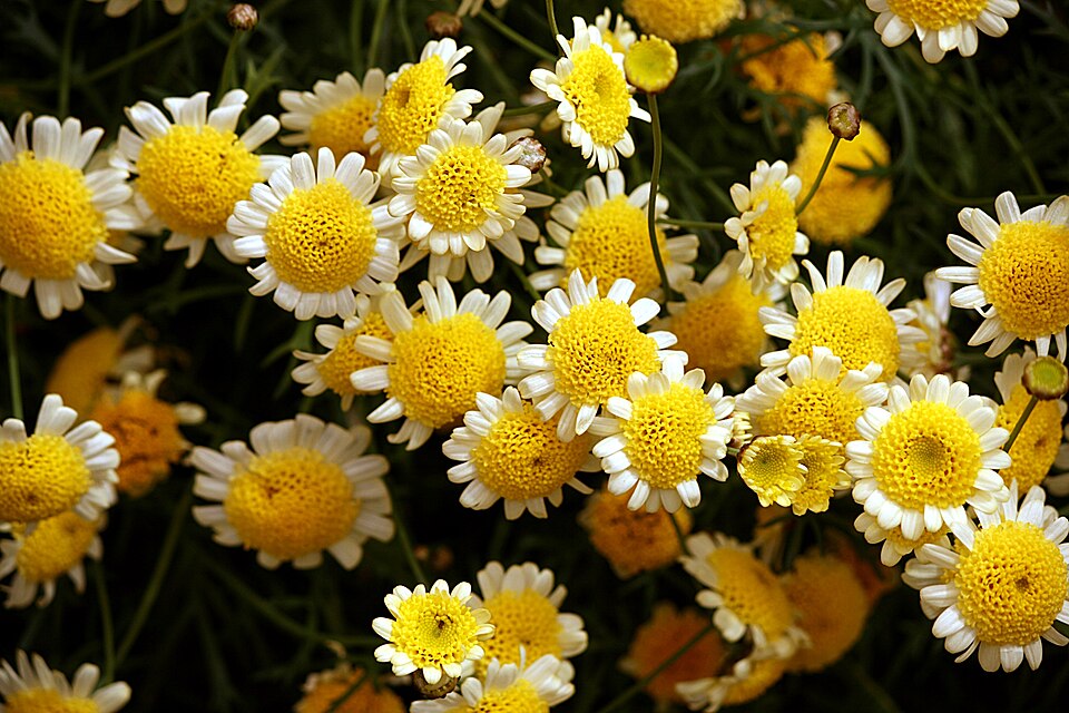 Chrysanthemum × morifolium (Garden Mum) (alternate view 8)