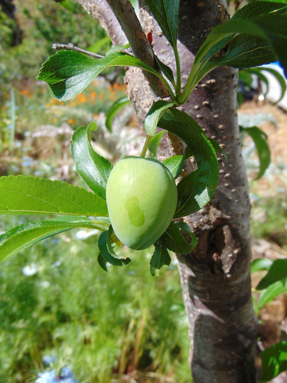 Prunus salicina 'Satsuma' (Satsuma Plum) (alternate view 2)