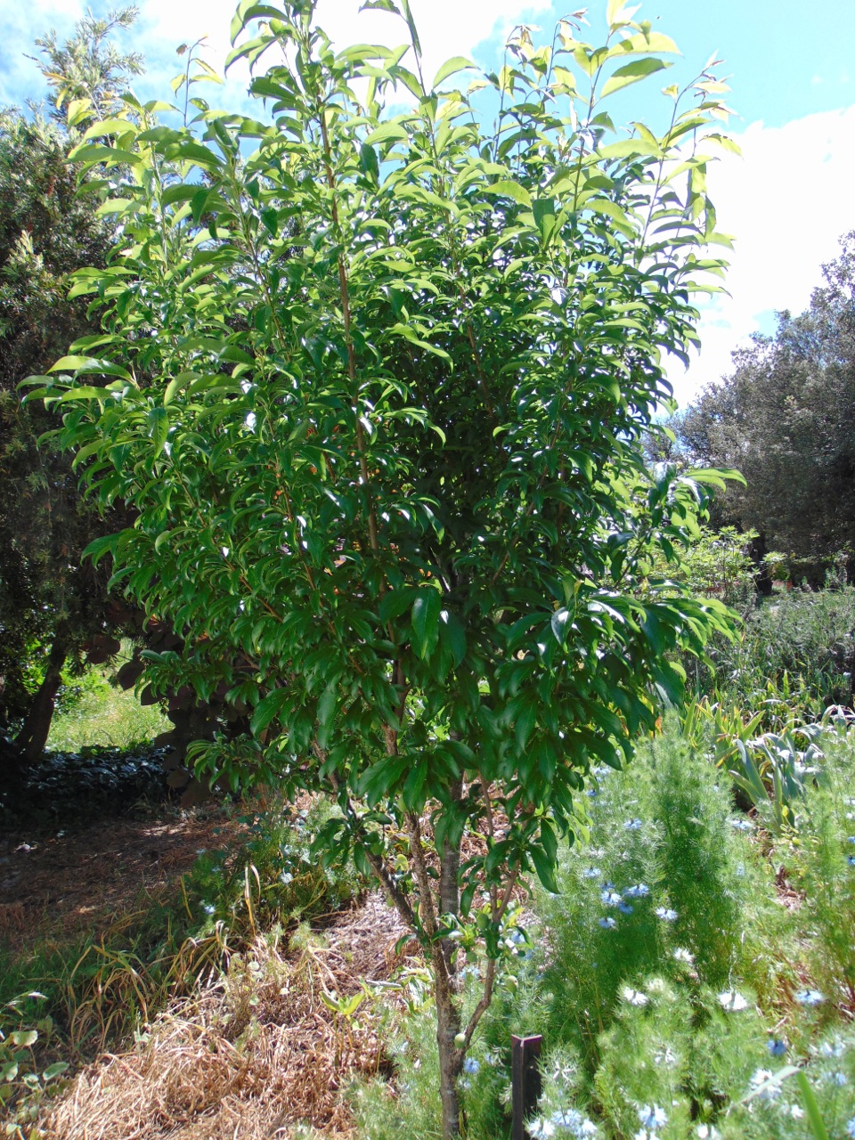 Prunus salicina 'Satsuma' (Satsuma Plum) (alternate view 3)