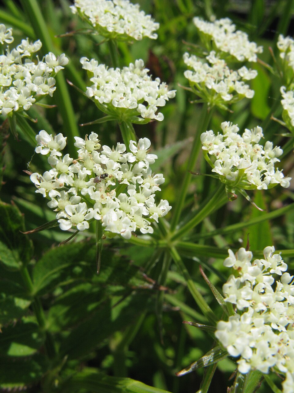Sium suave (water parsnip) (alternate view 6)