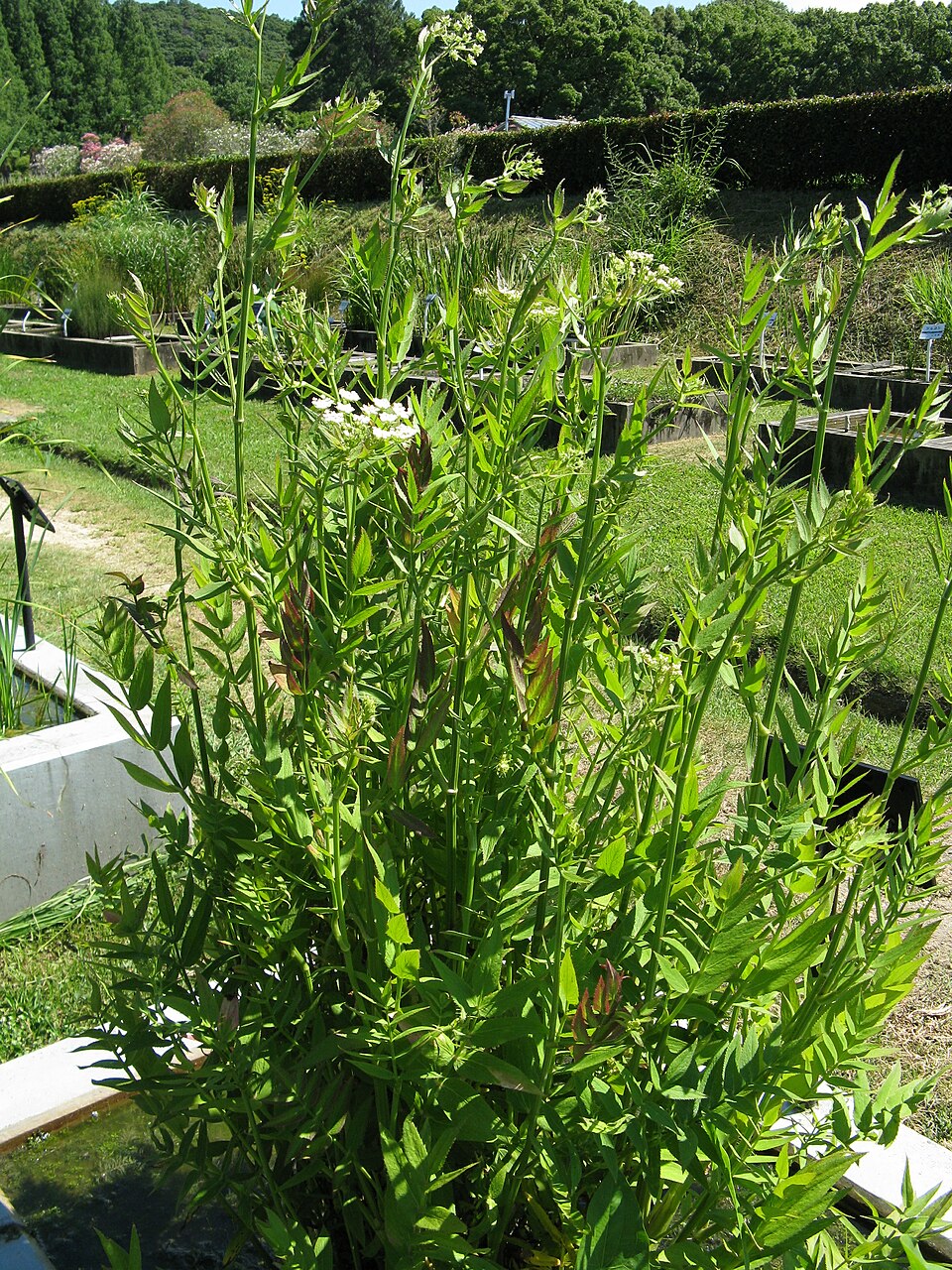 Sium suave (water parsnip) (alternate view 7)