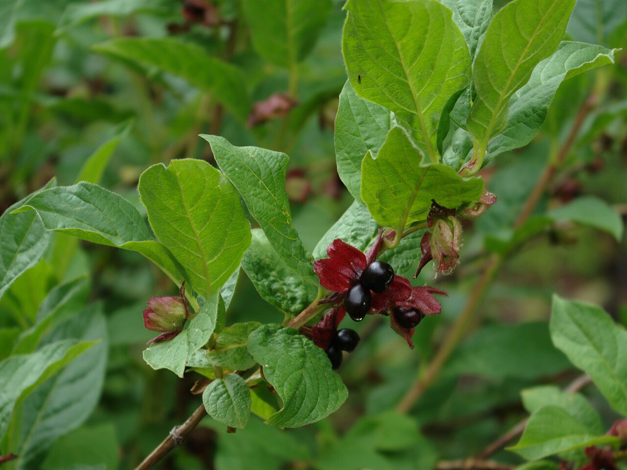 Lonicera involucrata (twinberry honeysuckle) (alternate view 11)