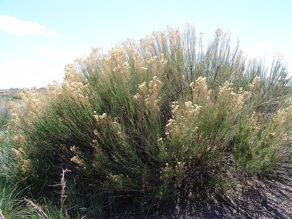 Baccharis sarothroides (Desert Broom) (alternate view 9)