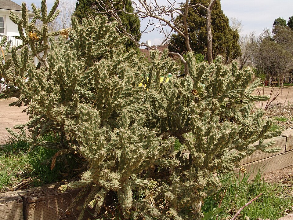 Cylindropuntia whipplei (Whipple's Cholla) (alternate view 9)