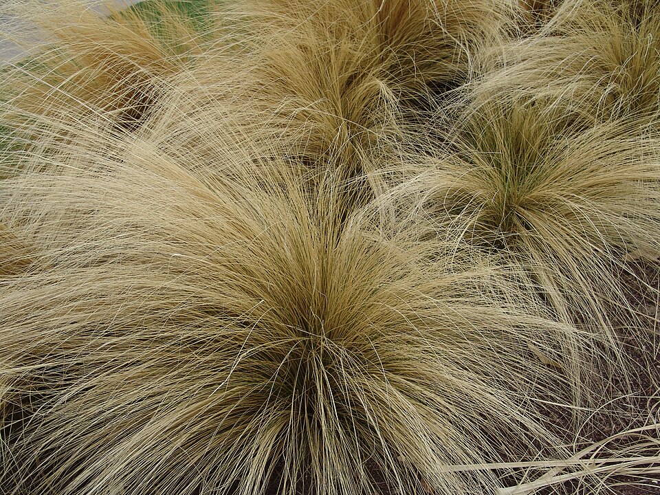 Nassella tenuissima (Mexican feather/hair grass) (alternate view 13)