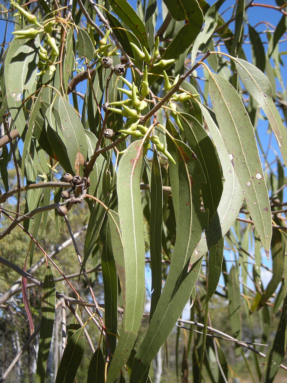 Eucalyptus tereticornis (Forest red gum) (alternate view 6)