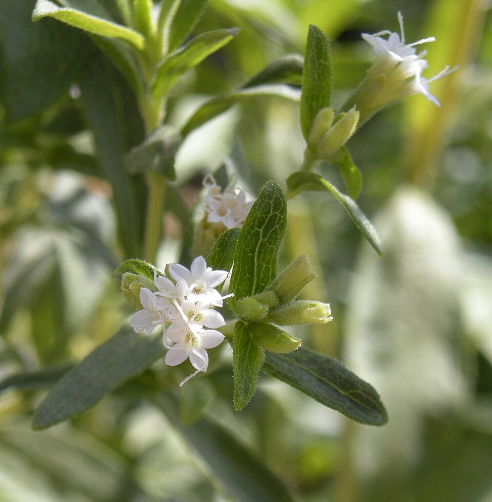 Stevia rebaudiana (Stevia) (alternate view 6)
