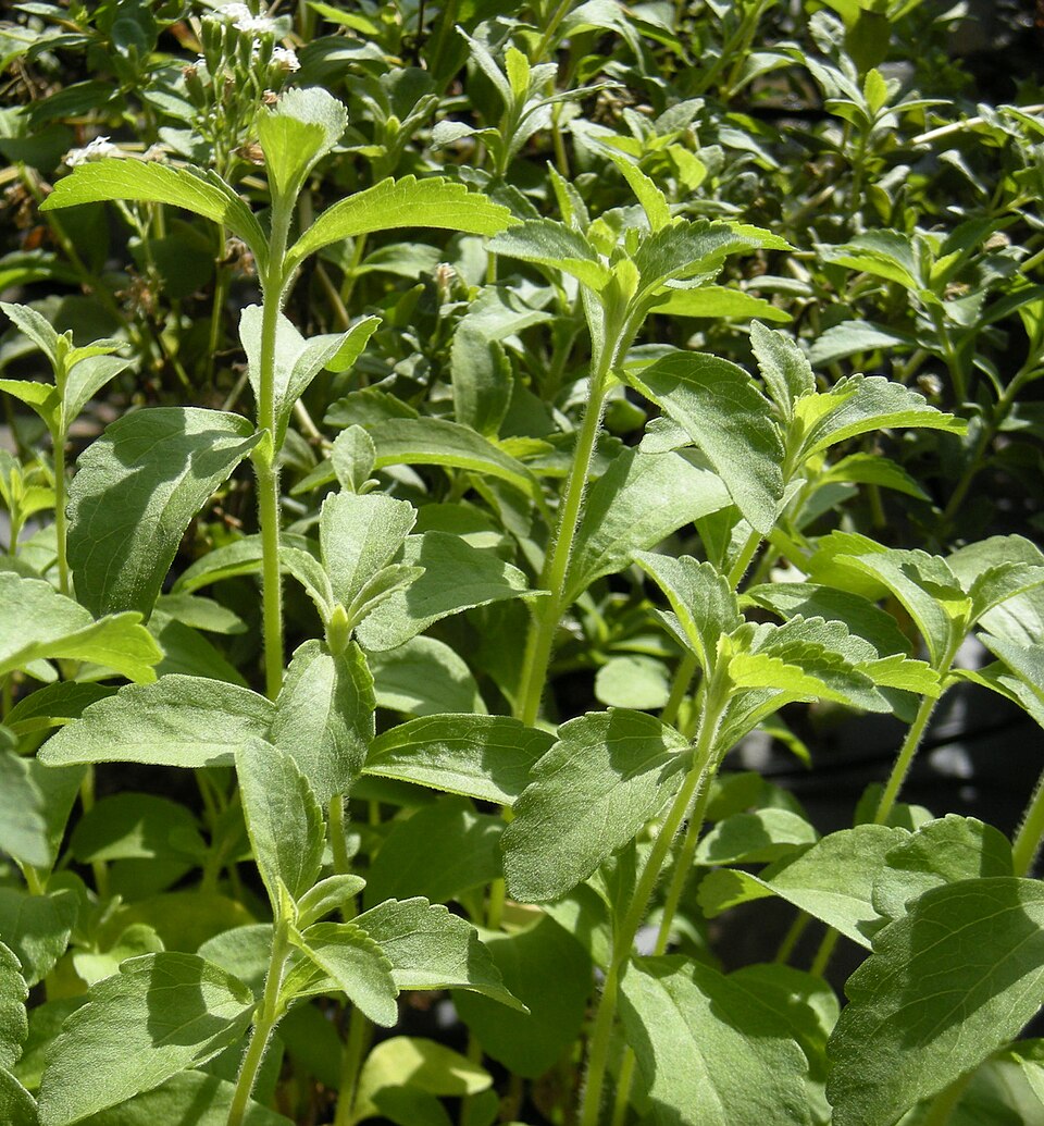 Stevia rebaudiana (Stevia) (alternate view 7)