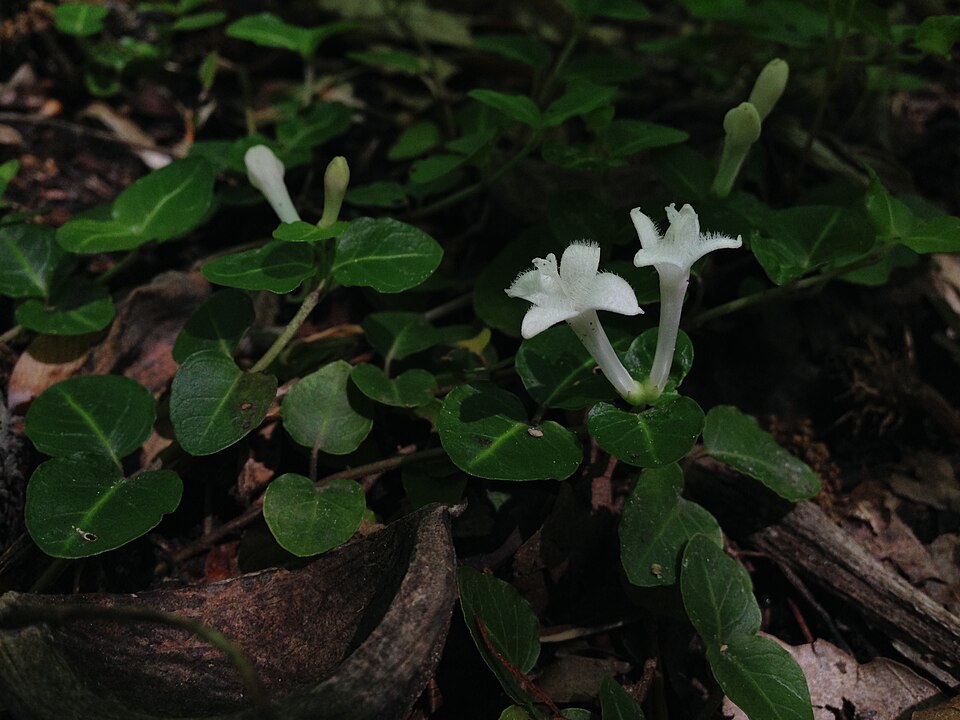 Mitchella repens (partridgeberry)