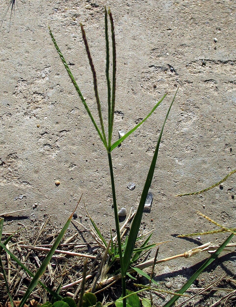 Cynodon dactylon (Bermuda Grass) (alternate view 9)