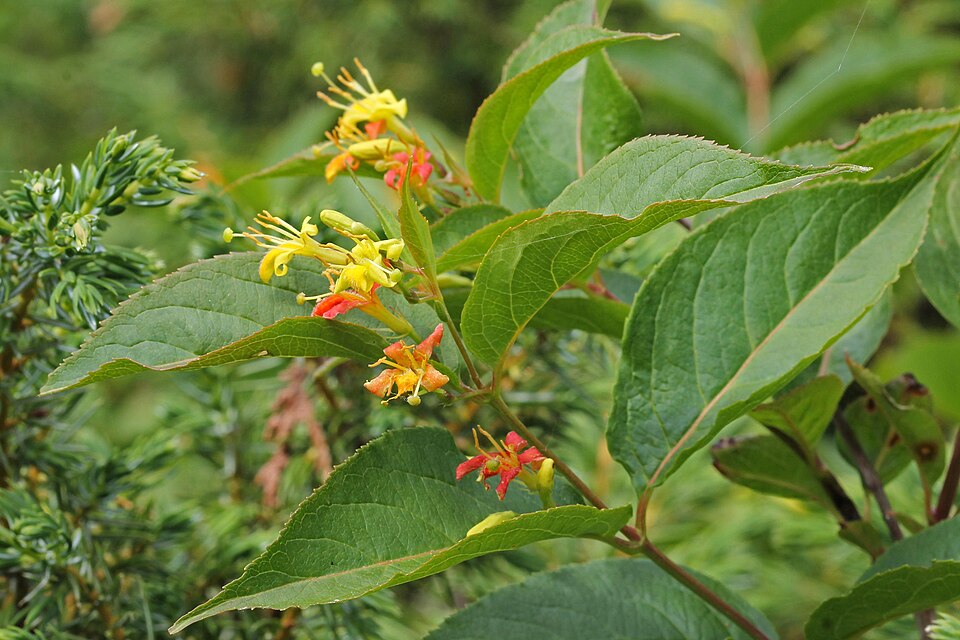 Diervilla lonicera (northern bush honeysuckle) (alternate view 2)