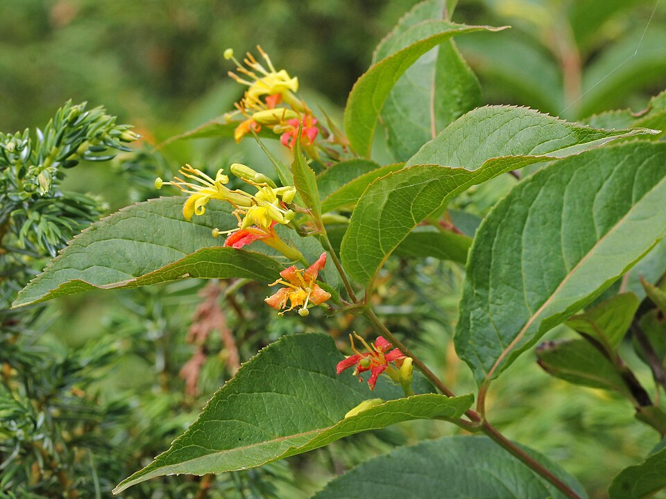Diervilla lonicera (northern bush honeysuckle) (alternate view 3)