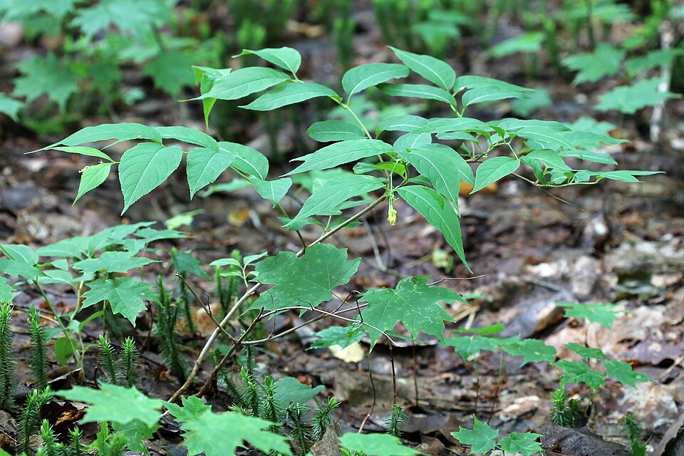 Diervilla lonicera (northern bush honeysuckle) (alternate view 4)