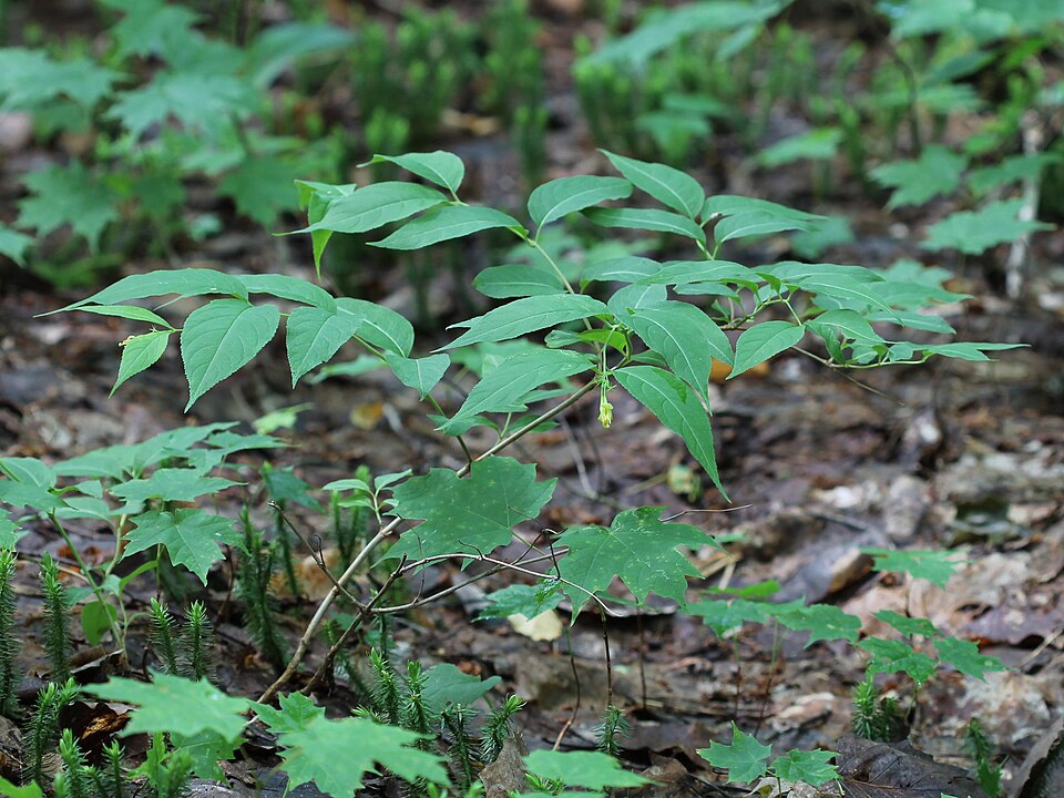 Diervilla lonicera (northern bush honeysuckle) (alternate view 5)