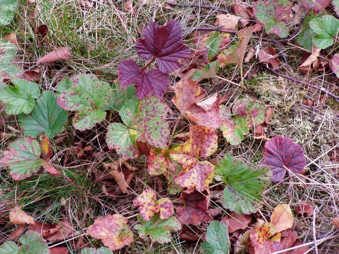 Rubus chamaemorus (cloudberry)