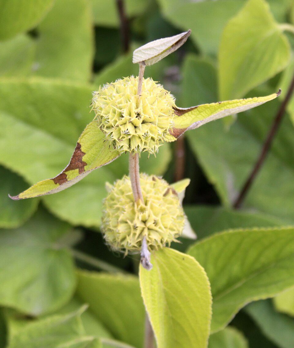 Phlomis russeliana (Jerusalem sage) (alternate view 9)