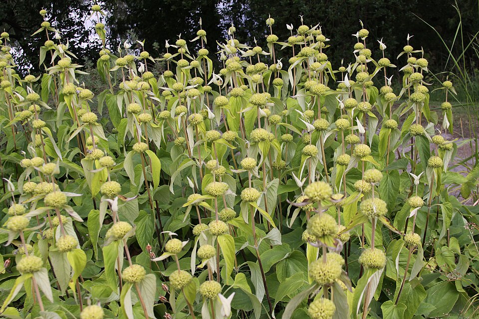 Phlomis russeliana (Jerusalem sage) (alternate view 10)