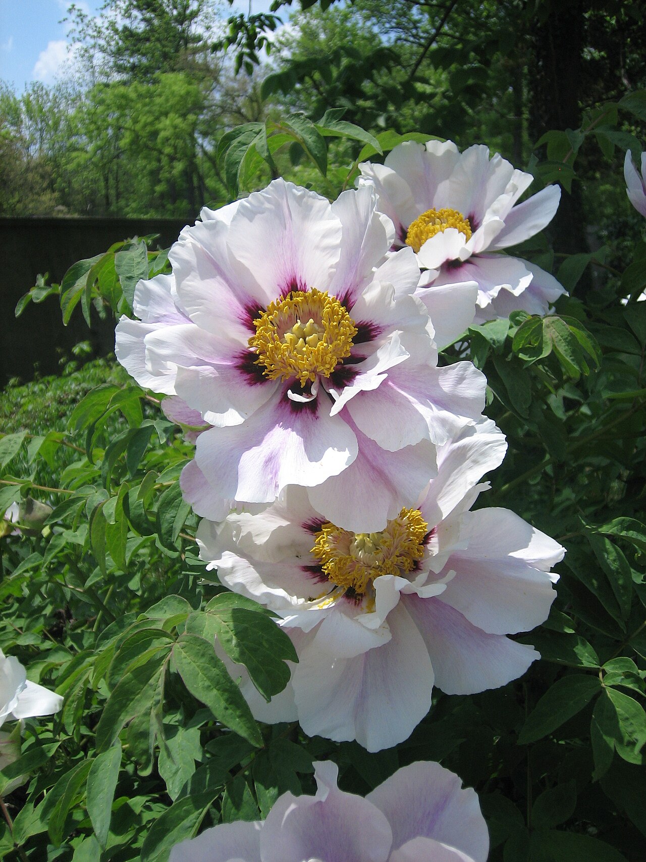 Paeonia rockii, Rock's tree peony — upright deciduous (Paeoniaceae) (image 7 of 10)