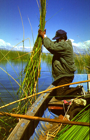 Schoenoplectus californicus (California bulrush) (alternate view 7)