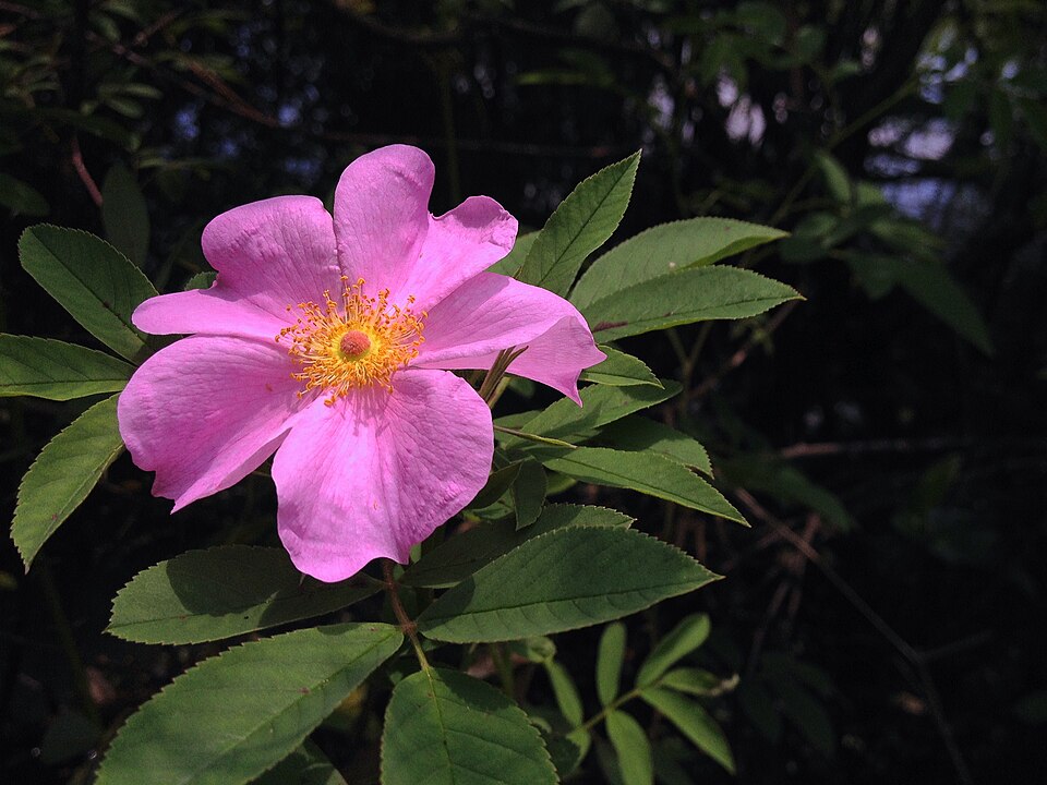 Rosa palustris (swamp rose) (alternate view 8)