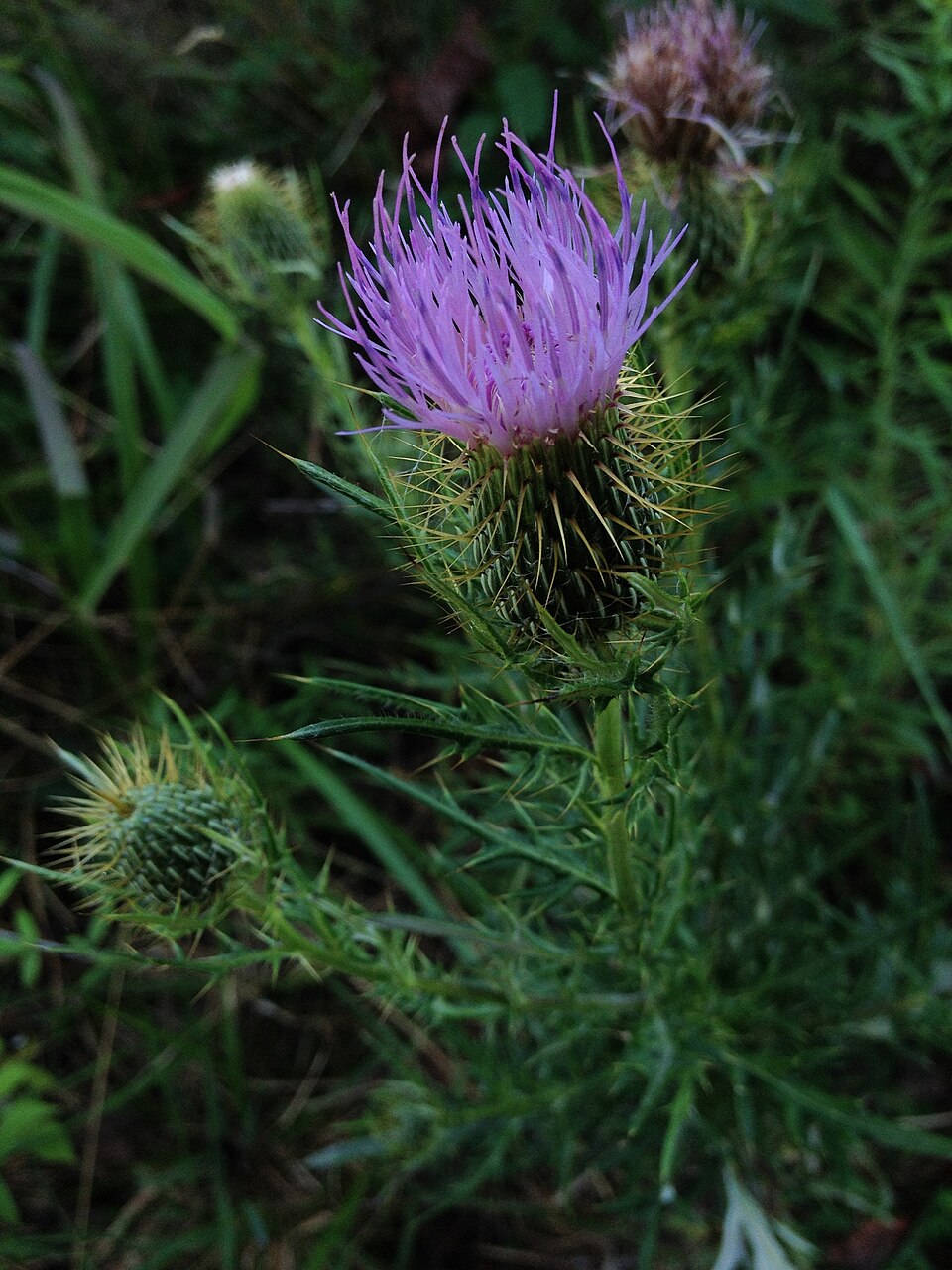 Cirsium discolor (field thistle) (alternate view 7)