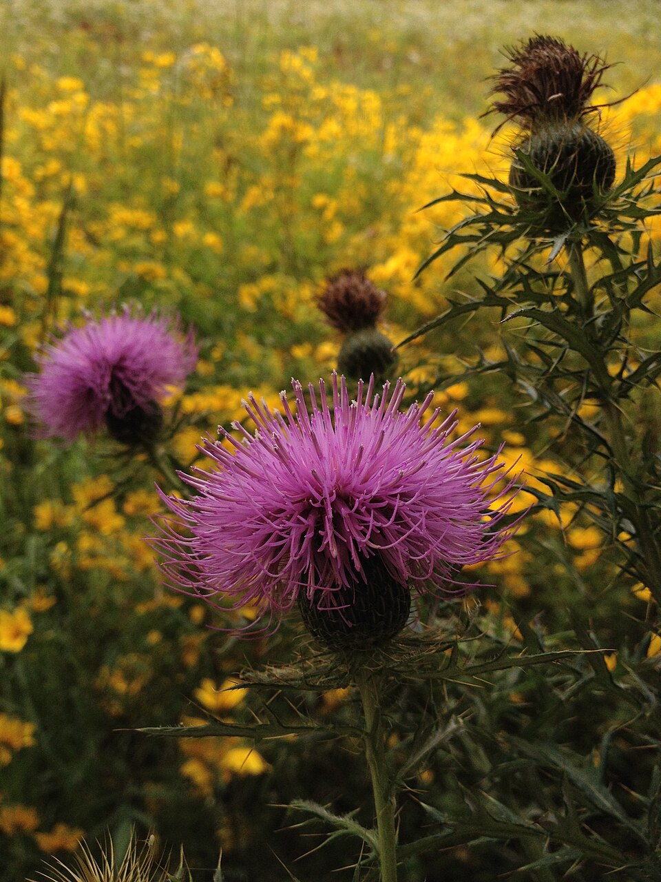 Cirsium discolor (field thistle) (alternate view 8)