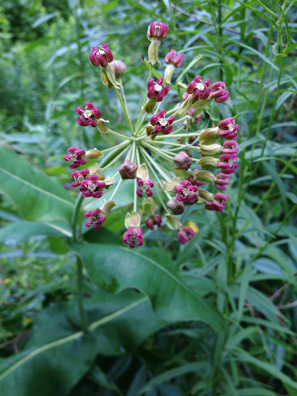 Asclepias amplexicaulis (clasping milkweed) (alternate view 3)