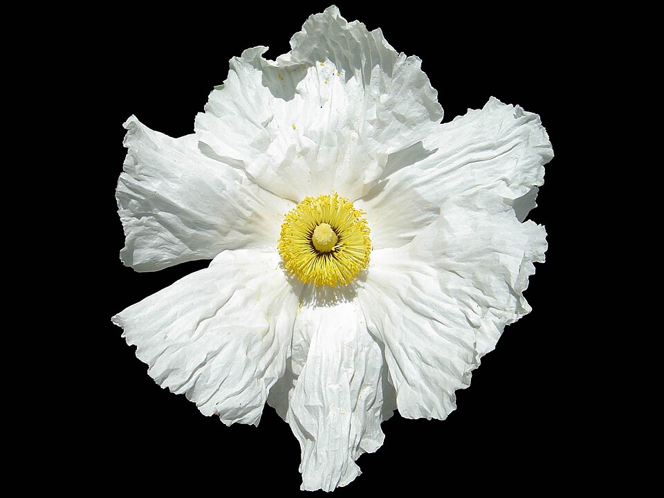 Romneya coulteri (Matilija poppy) (alternate view 8)