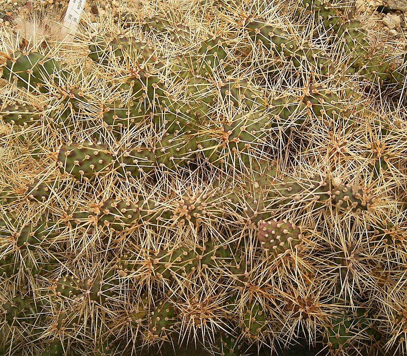 Opuntia fragilis (Brittle Pricklypear) (alternate view 10)