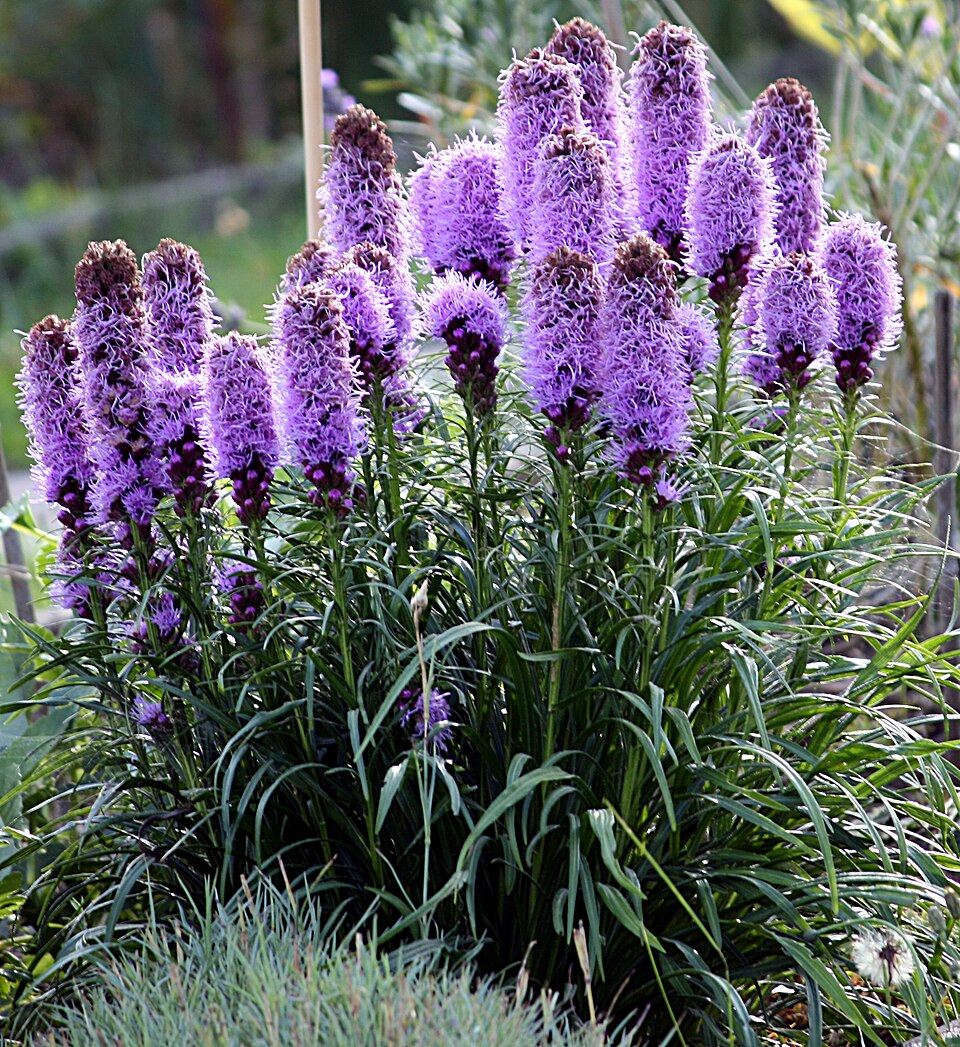 Liatris spicata (prairie star) (alternate view 9)