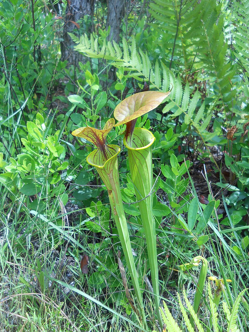 Sarracenia flava (yellow pitcher plant) (alternate view 7)