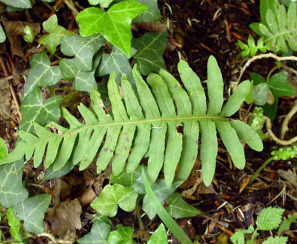 Polypodium interjectum (intermediate polypody)