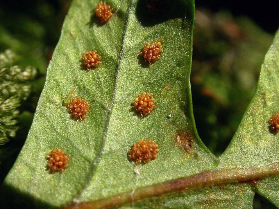 Polypodium interjectum (intermediate polypody)